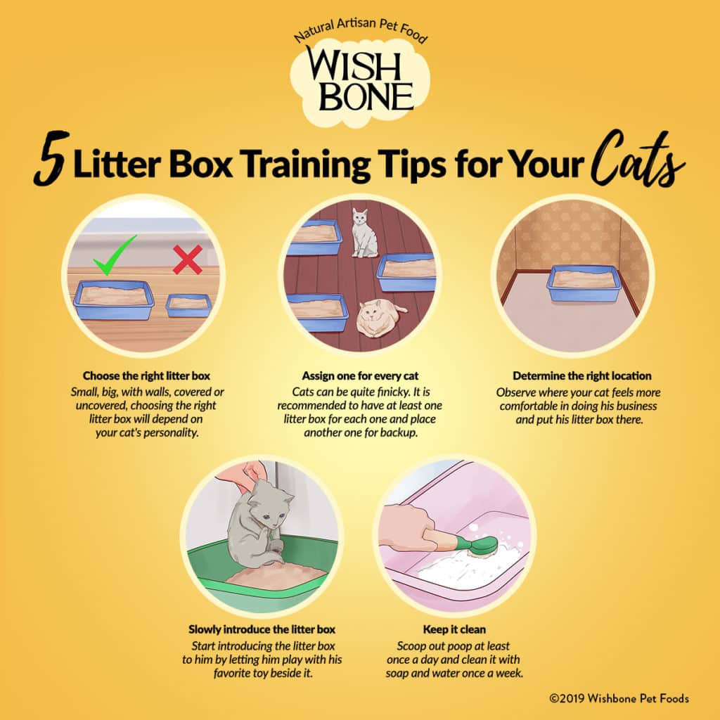 How to Train My Cat to Use a Litter Box