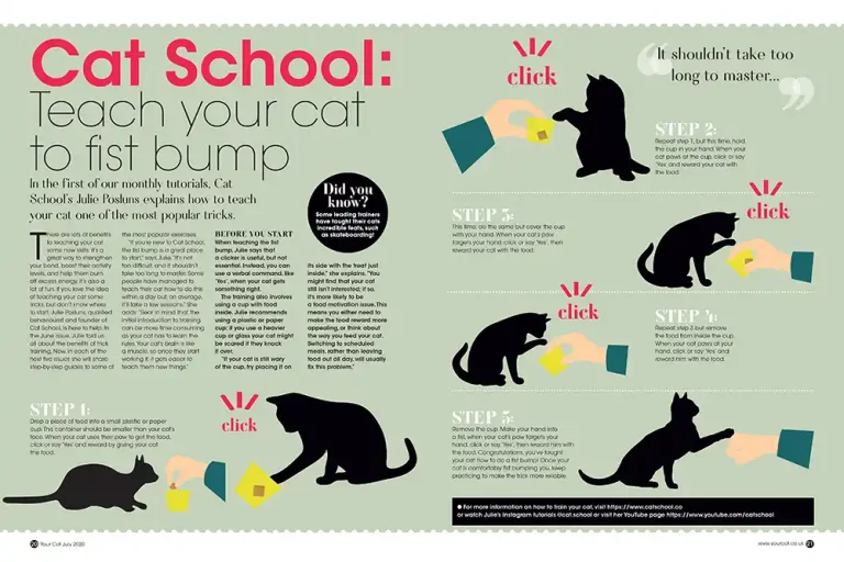 How to Train Your Cat