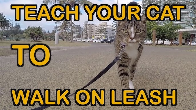 How to Train Your Cat to Walk With a Leash