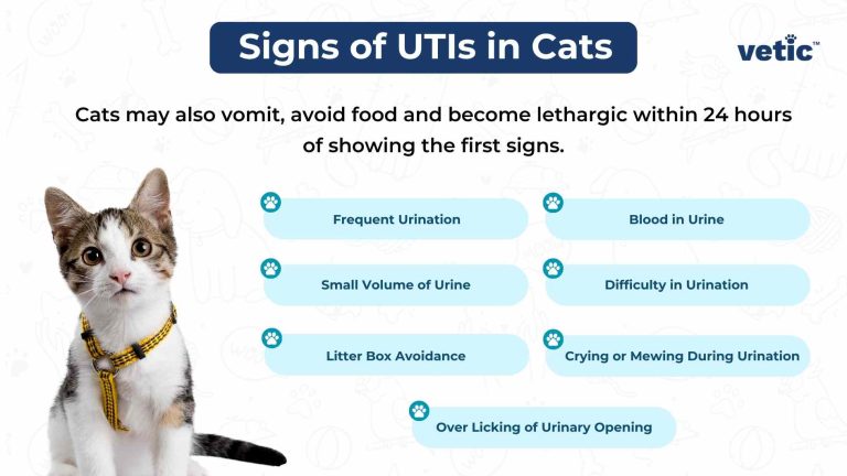 How to Treat a Cat With Uti
