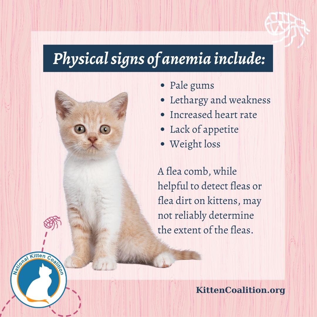How to Treat Anemia in Cats