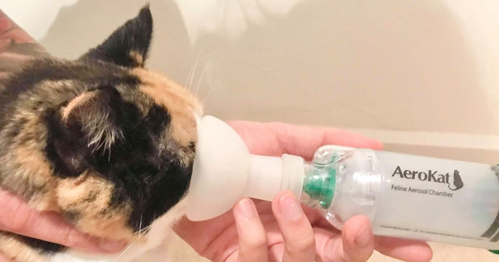 How to Treat Cat Asthma