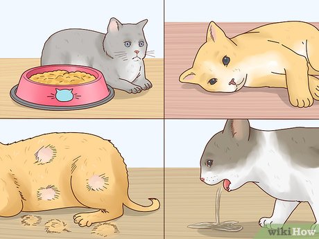 How to Treat Cat Fever