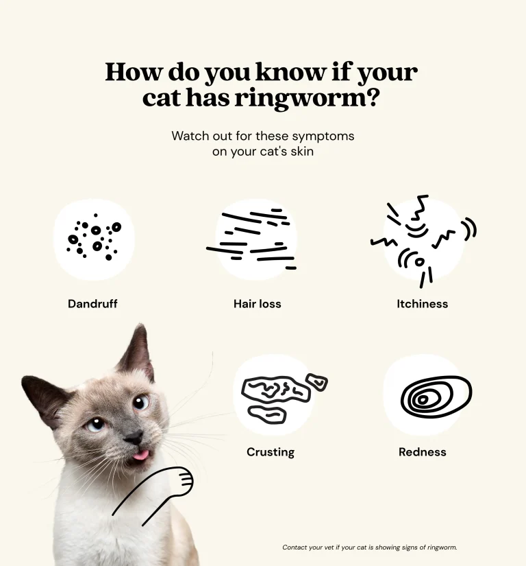 How to Treat Cats for Ringworm