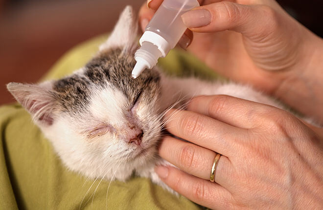How to Treat Pink Eye in Cats