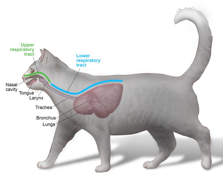 How to Treat Respiratory Infection in Cats