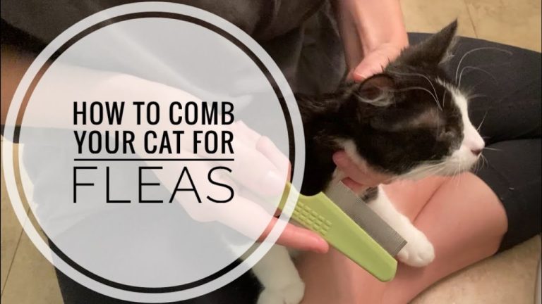 How to Use Flea Comb for Cats