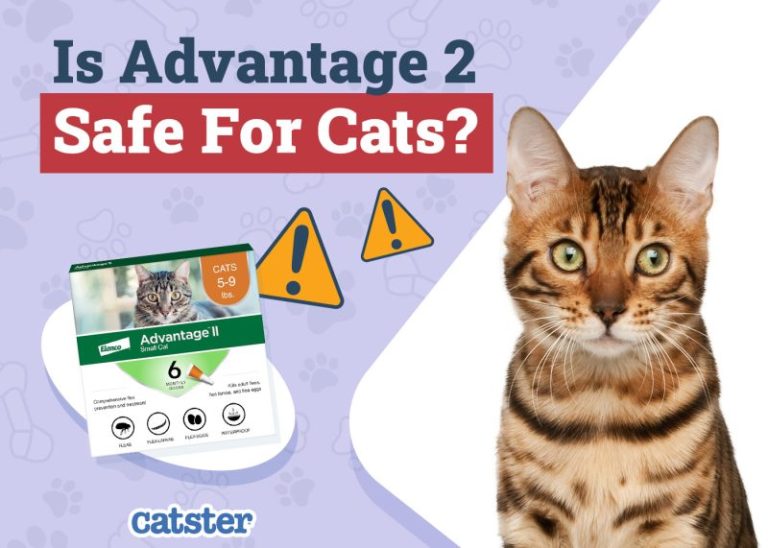 Is Advantage for Cats Safe
