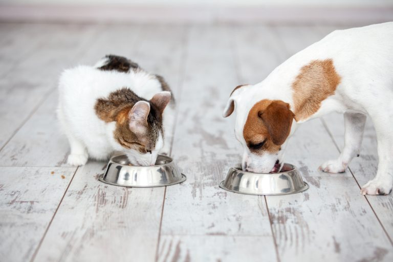 Is Cat Food Bad for Dogs to Eat