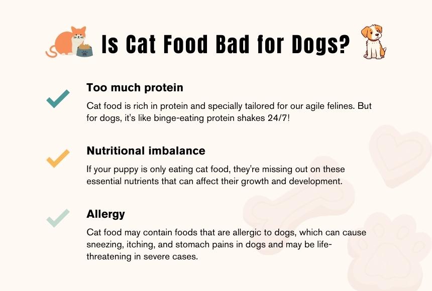 Is Cat Food Harmful to Dogs