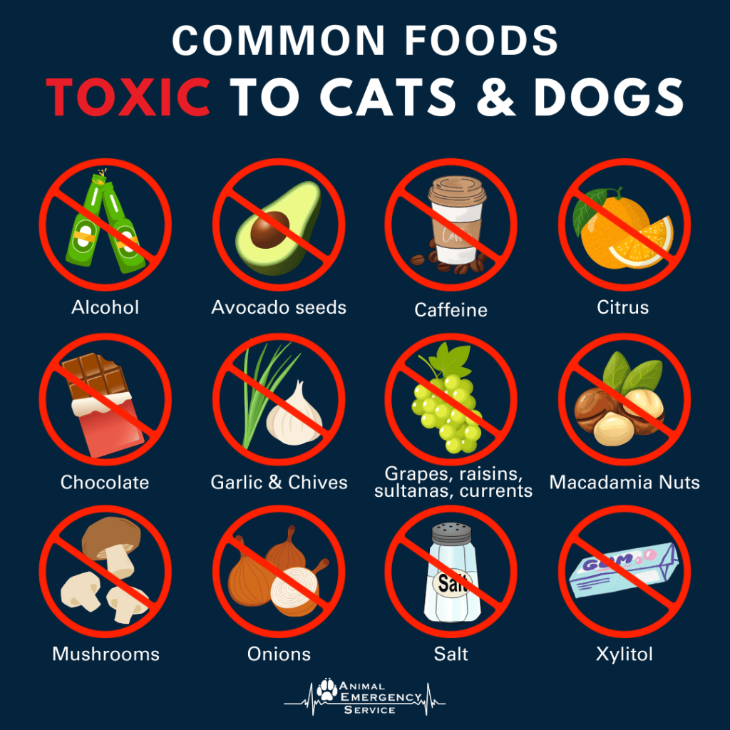Is Cat Food Toxic to Dogs