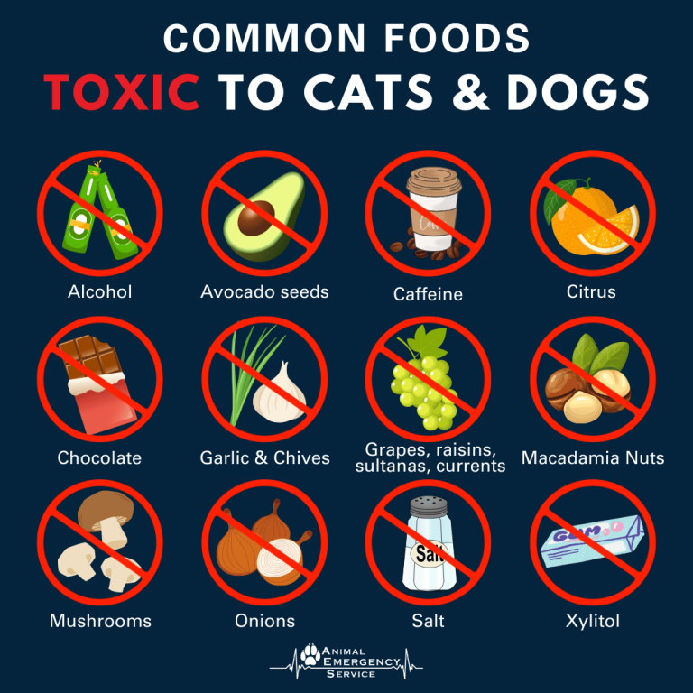 Is Cat Food Toxic to Dogs