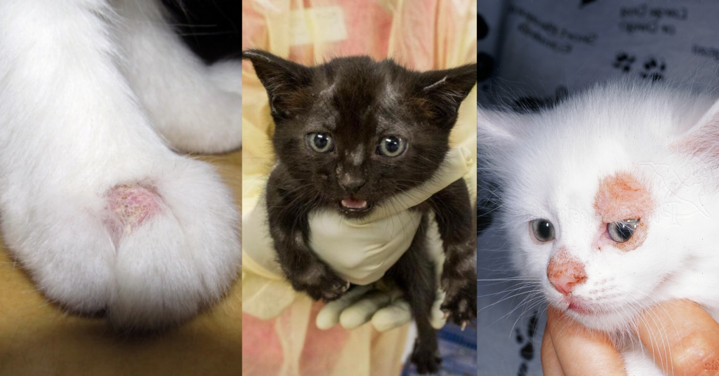 Is Cat Ringworm Contagious