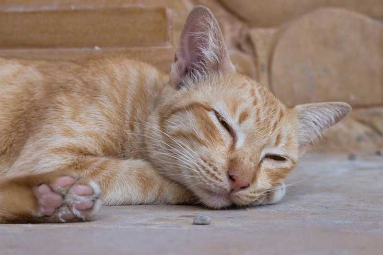 Is Coccidia Contagious to Other Cats