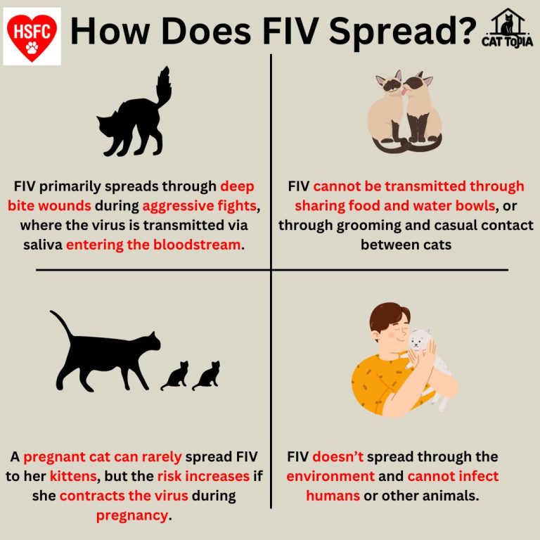 Is Feline Aids Contagious to Other Cats