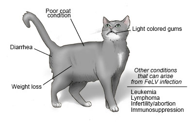 Is Felv Contagious to Other Cats