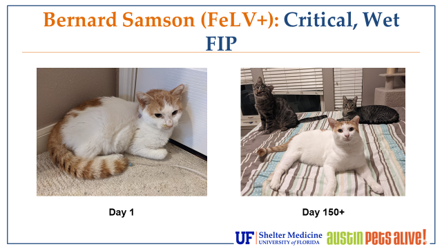Is Fip Contagious to Other Cats