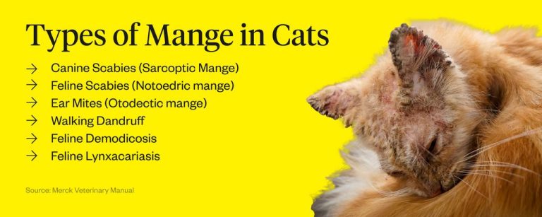 Is Mange in Cats Contagious to Humans