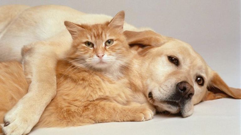 Is Pet Insurance Worth It for a Cat