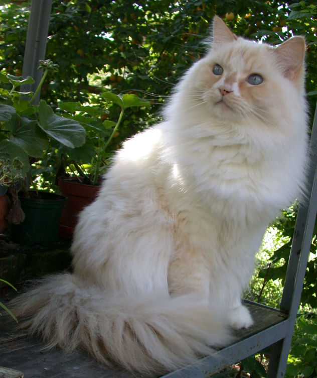 Is Ragamuffin a Cat Breed