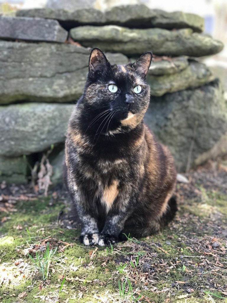 Is Tortoise Shell a Breed of Cat