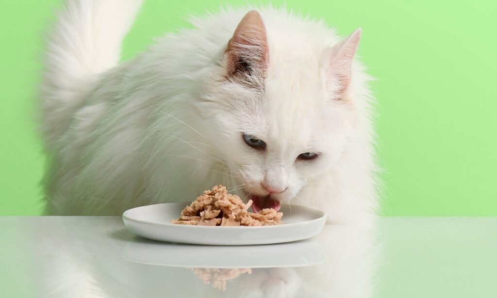 Is Tuna Cat Food Good for Cats
