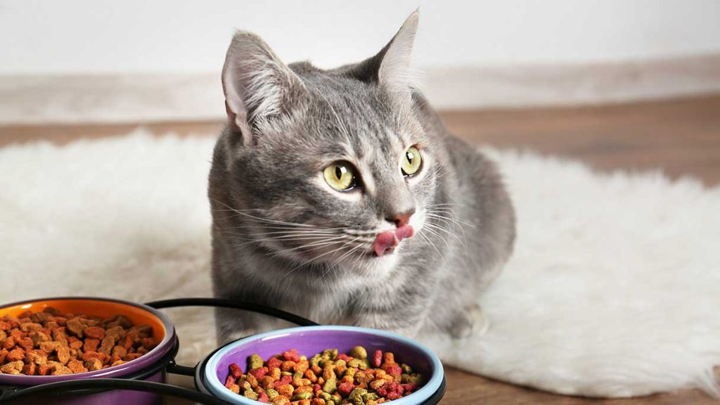 Is Wet Cat Food Bad for Dogs