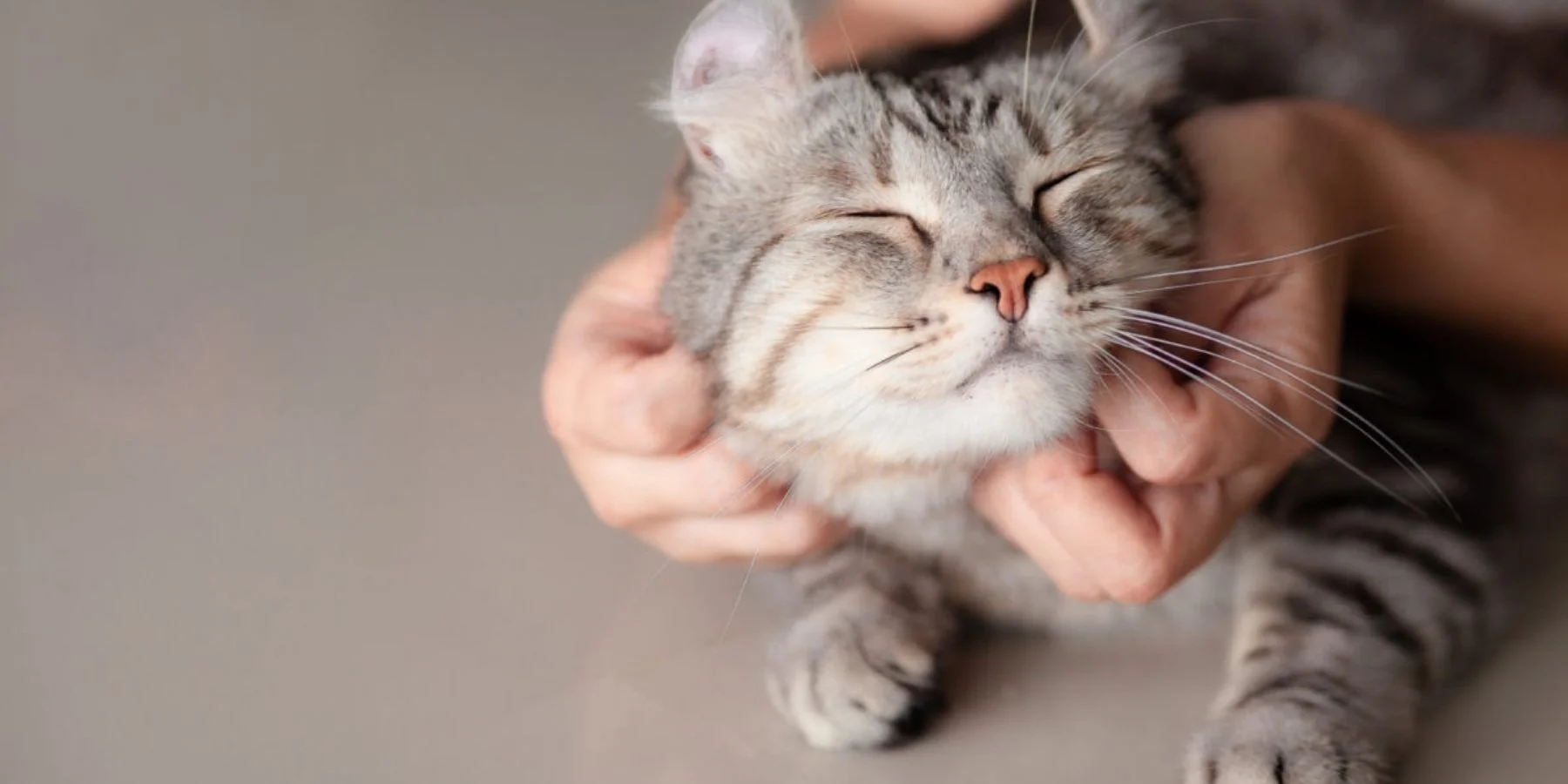 Should I Get Pet Insurance for My Cat: Essential Guide