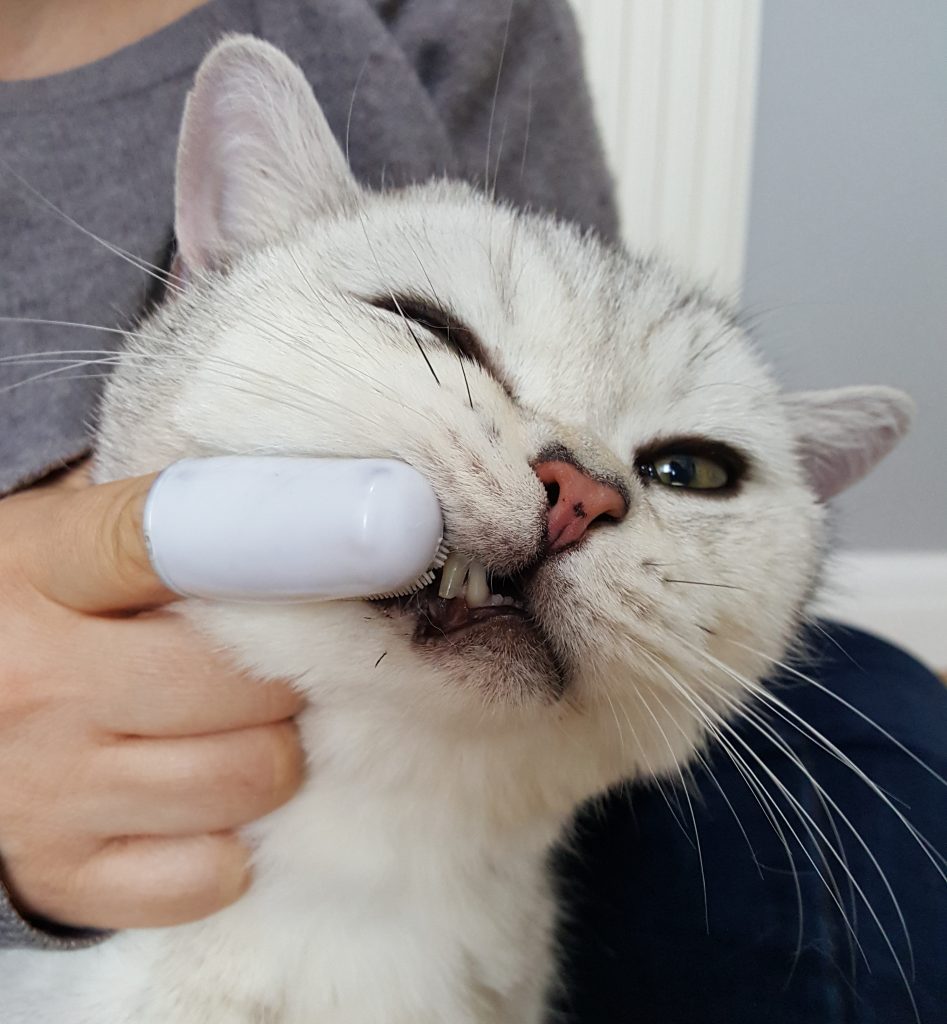 Should You Brush Cats Teeth