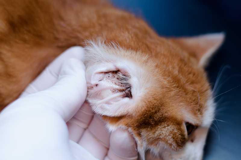 What are Cat Ear Mites