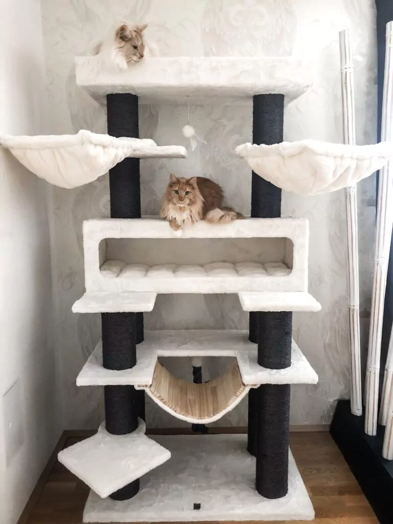 What are the Best Cat Scratching Posts for Large Cats