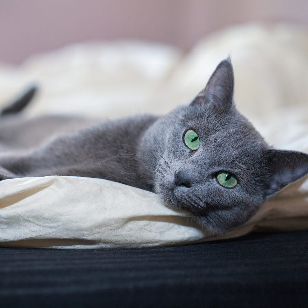 What Breed are Grey Cats