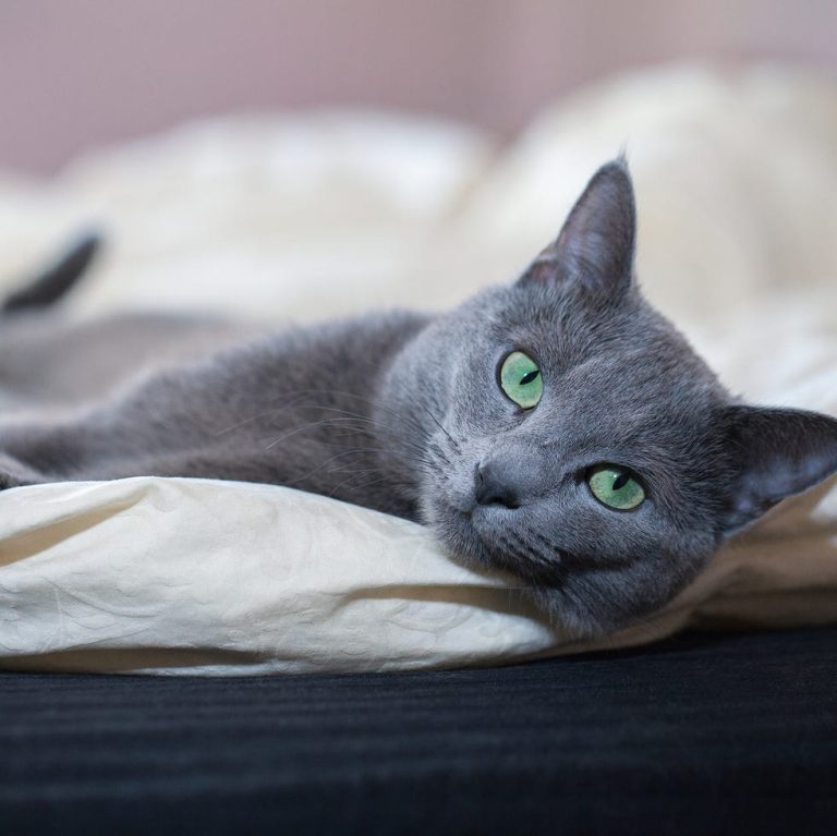 What Breed is a Grey Cat