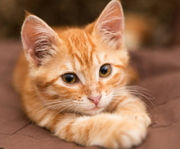 What Breed is an Orange Tabby Cat