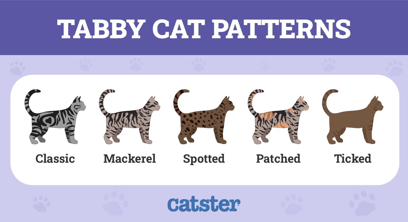 What Breed is My Tabby Cat: Unlocking Feline Mysteries