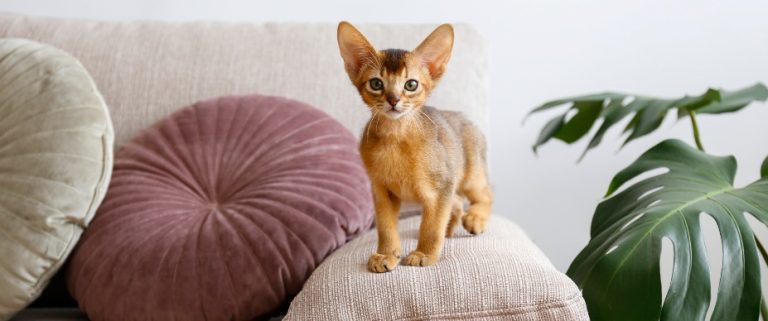 What Breed is the Smallest Cat