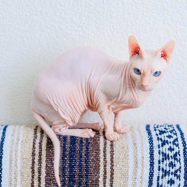 What Breed of Cat Doesn'T Have Fur