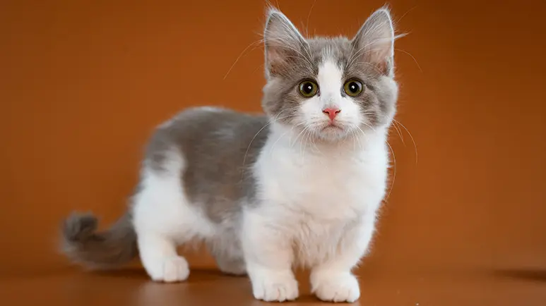 What Breed of Cat Has Short Legs