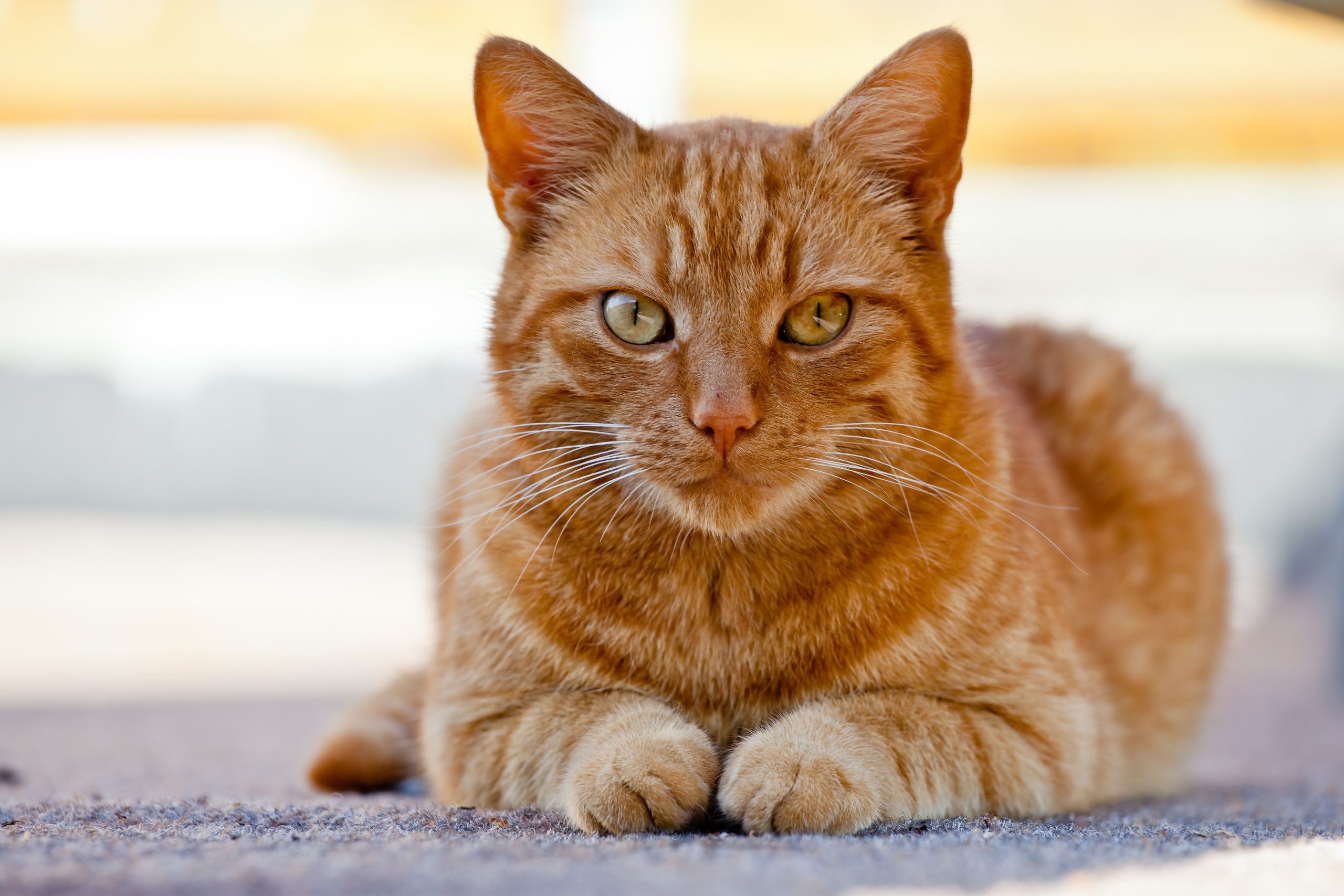 What Breed of Cat is Orange: Discover Vibrant Varieties