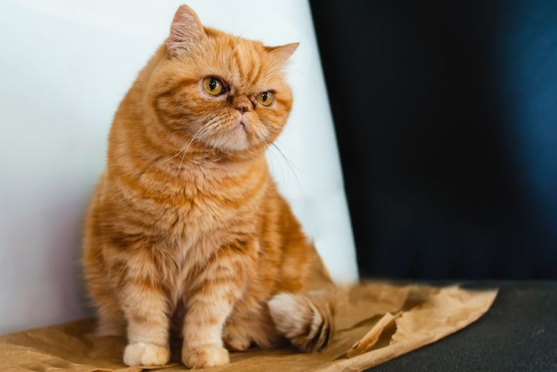What Breed of Cat was Garfield