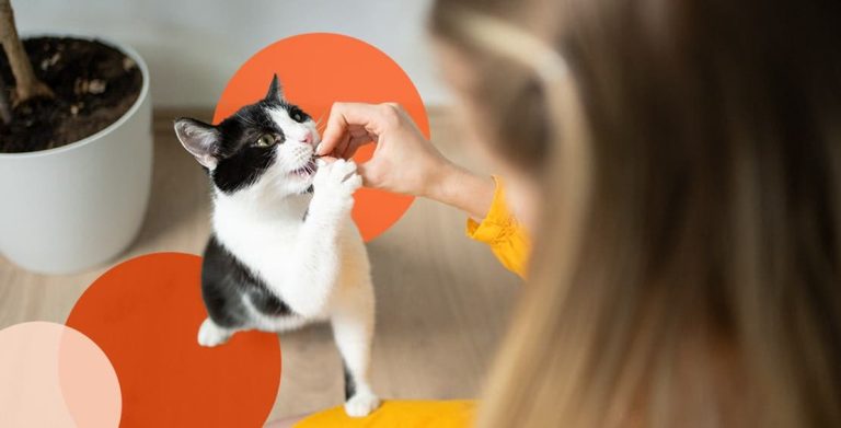 What Can You Train Cats to Do