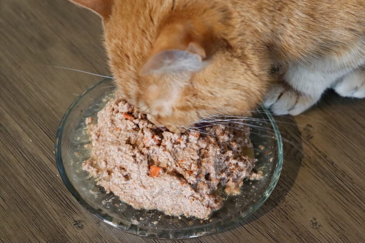 What Cat Food is Best for Constipation: Top Picks