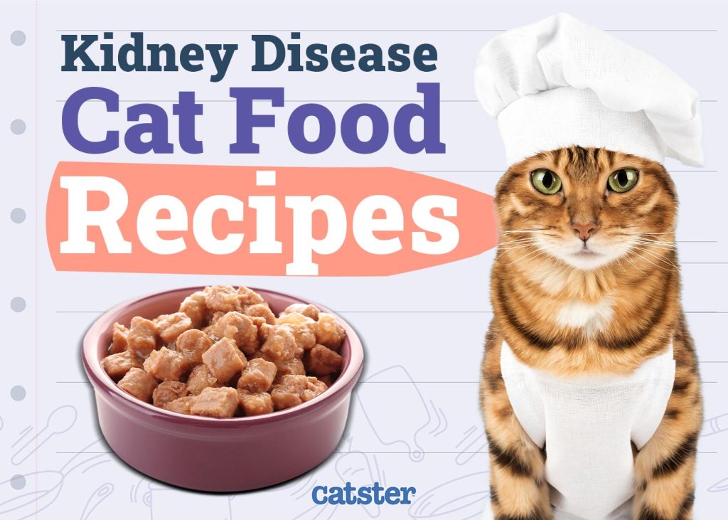 What Cat Food is Best for Kidney Disease