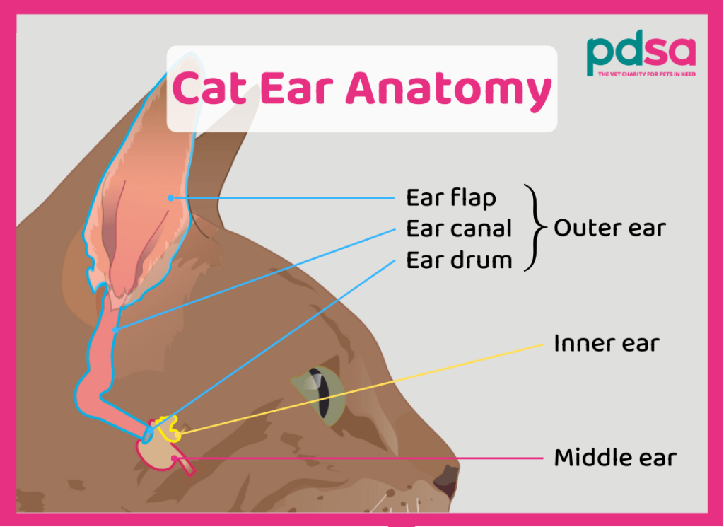 What Causes Cat Ear Infection