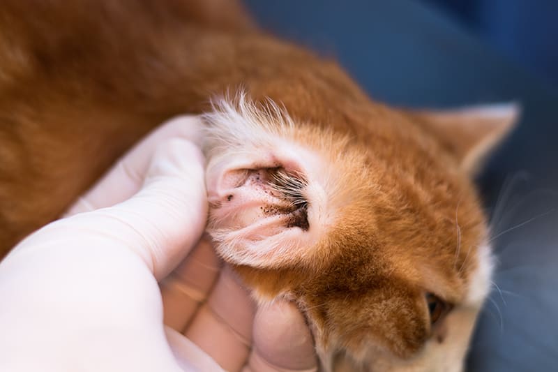 What Causes Cat Ear Infections