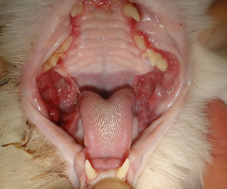 What Causes Stomatitis in Cats