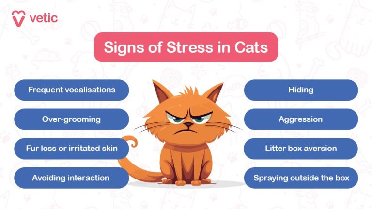 What Causes Stress in Cats