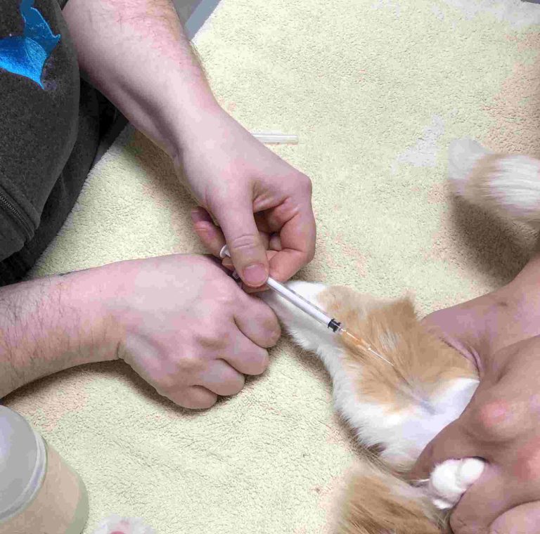 What Do Veterinarians Use to Euthanize Cats