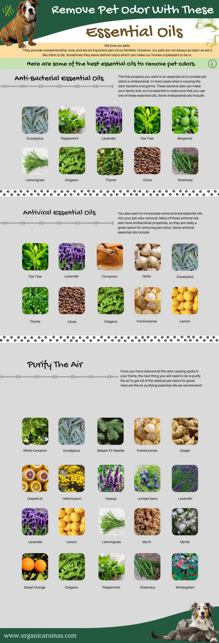 What Essential Oil Best for Cat Odor