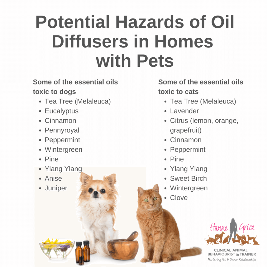 What Essential Oils are Dangerous for Cats